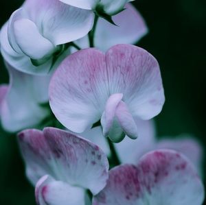 Meet your Posher, Reese